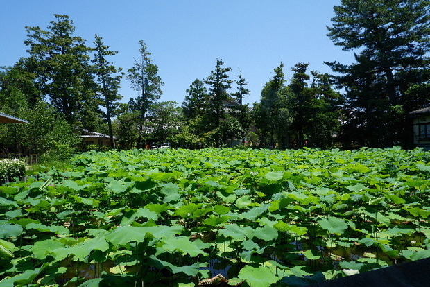 2023_0704７月４日一身田　津0058.JPG