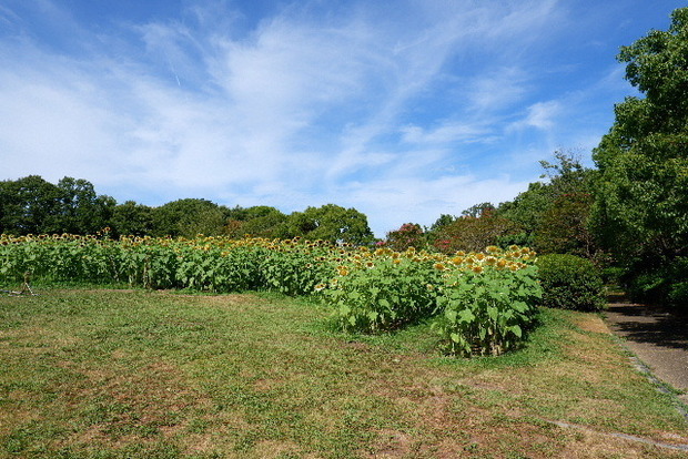 2023_0808２０２３年８月８日ひ0001.JPG