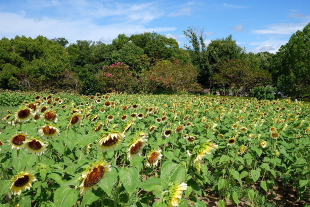 2023_0808２０２３年８月８日ひ0009.JPG