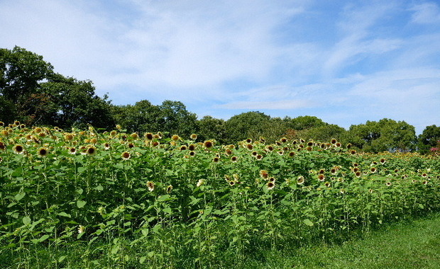2023_0808２０２３年８月８日ひ0015.JPG