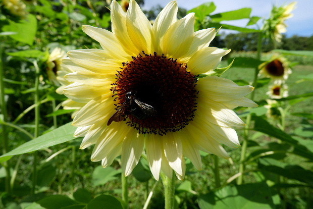 2023_0808２０２３年８月８日ひ0019.JPG