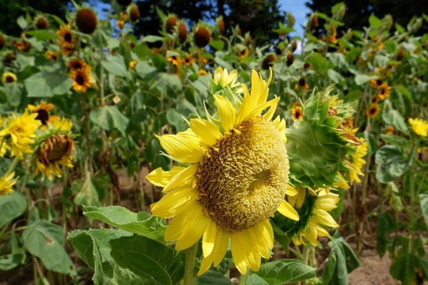 2023_0808２０２３年８月８日ひ0031.JPG