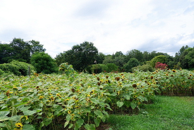 2023_0808２０２３年８月８日ひ0034.JPG