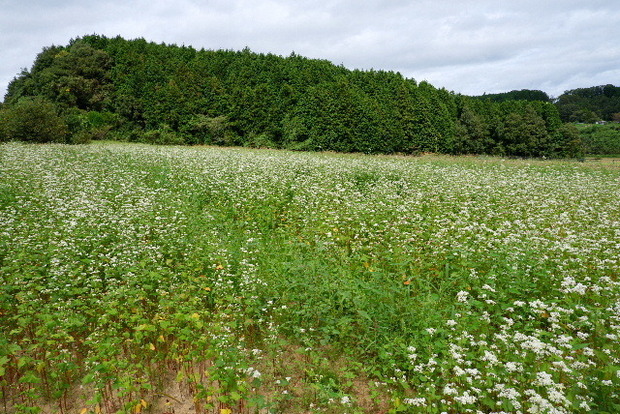 2023_0921９月２１日笠荒神0031.JPG