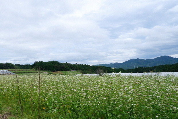 2023_0921９月２１日笠荒神0048.JPG