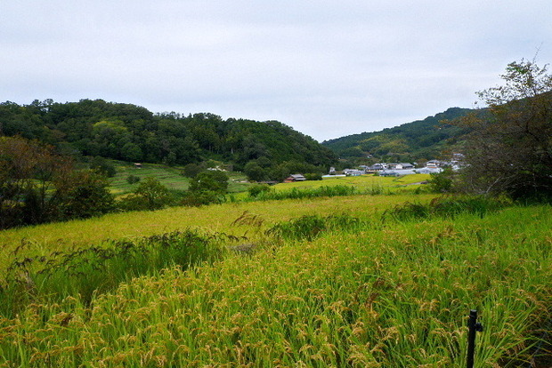 2023_1003１０月３日明日香0027.JPG