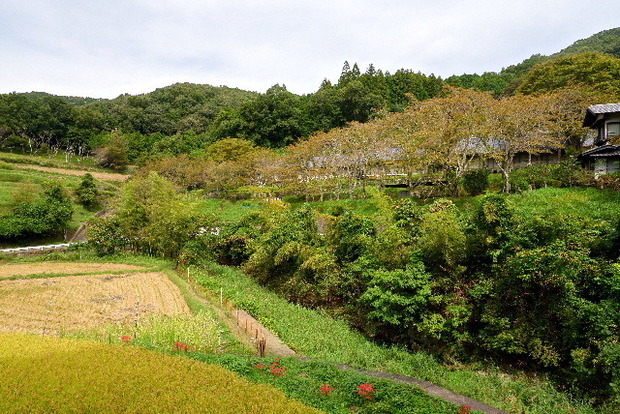 2023_1003１０月３日明日香0036.JPG