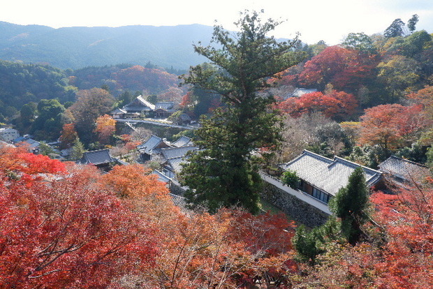 2023_1130長谷寺１１．３０紅葉0096.JPG