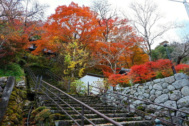 2023_1130長谷寺１１．３０紅葉0101.JPG