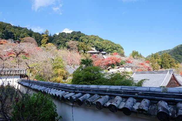 2023_1130長谷寺１１．３０紅葉0104.JPG