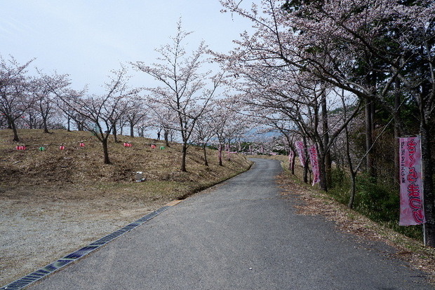 2024_0406２４年４月６日宇陀内0005.JPG