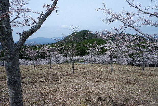 2024_0406２４年４月６日宇陀内0015.JPG