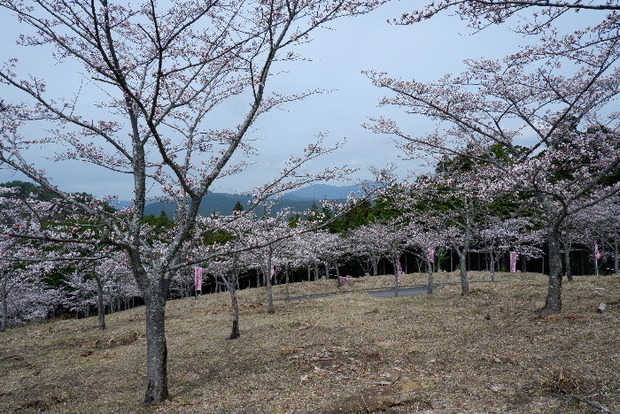 2024_0406２４年４月６日宇陀内0016.JPG