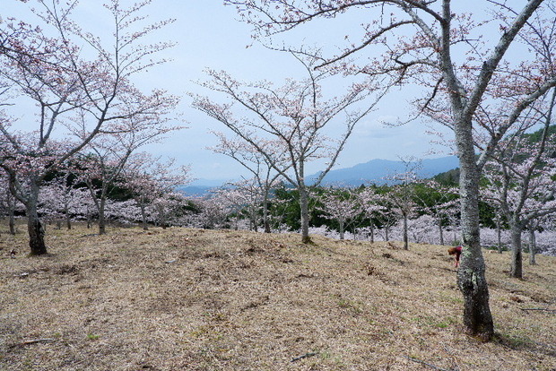 2024_0406２４年４月６日宇陀内0017.JPG