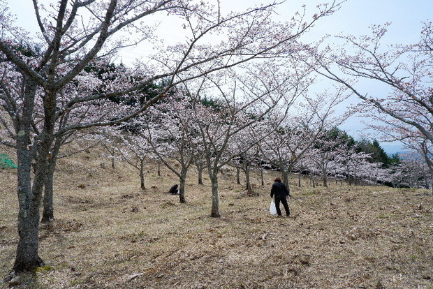 2024_0406２４年４月６日宇陀内0019.JPG