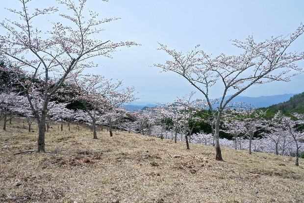 2024_0406２４年４月６日宇陀内0020.JPG