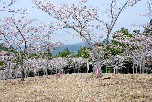 2024_0406２４年４月６日宇陀内0022.JPG
