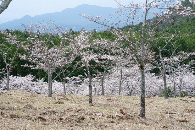 2024_0406２４年４月６日宇陀内0024.JPG