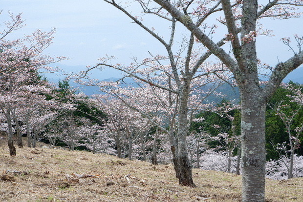 2024_0406２４年４月６日宇陀内0025.JPG