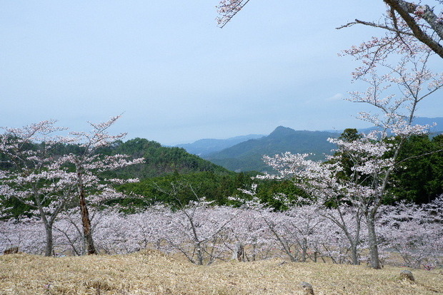 2024_0406２４年４月６日宇陀内0035.JPG