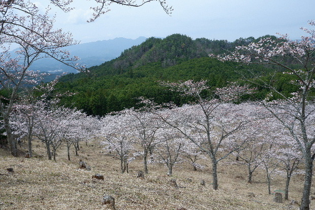 2024_0406２４年４月６日宇陀内0044.JPG
