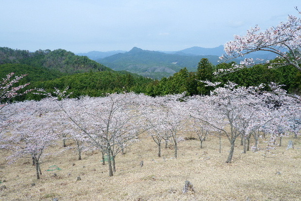 2024_0406２４年４月６日宇陀内0050.JPG
