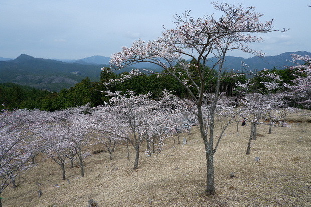 2024_0406２４年４月６日宇陀内0051.JPG