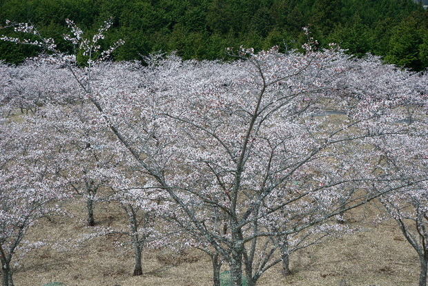 2024_0406２４年４月６日宇陀内0059.JPG