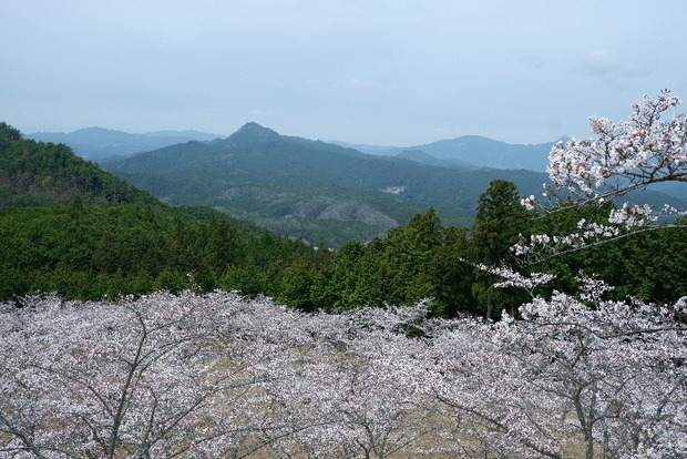 2024_0406２４年４月６日宇陀内0064.JPG