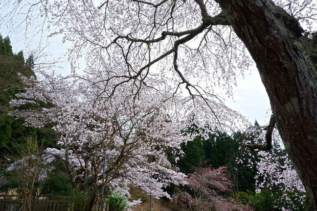 2024_0406２４年４月６日宇陀内0123.JPG