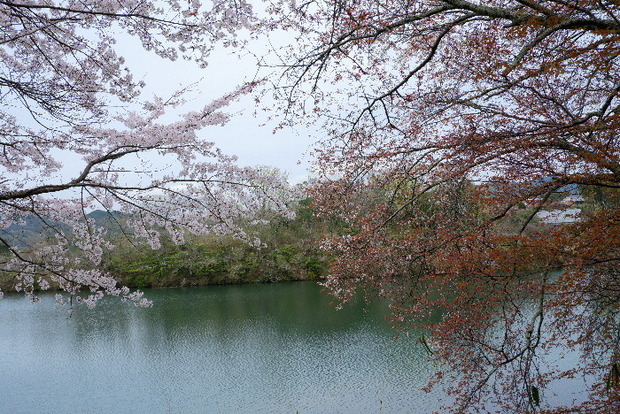 2024_0406２４年４月６日宇陀内0162.JPG