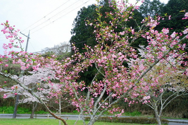 2024_0406２４年４月６日宇陀内0171.JPG