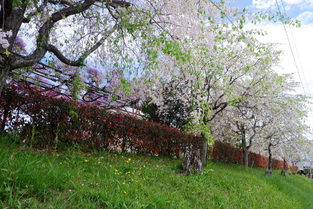 2024_0416４・１６　長福寺0071.JPG