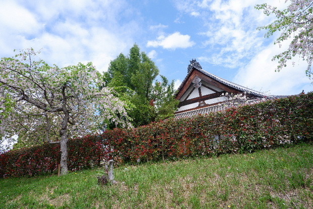 2024_0416４・１６　長福寺0073.JPG