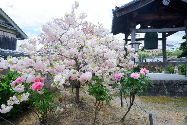 2024_0416４・１６　長福寺0083.JPG