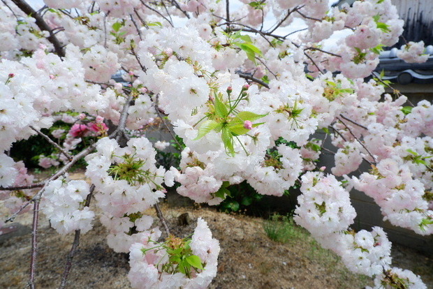 2024_0416４・１６　長福寺0086.JPG