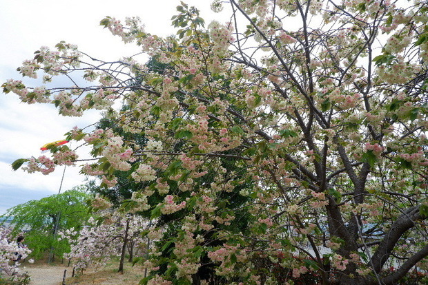 2024_0416４・１６　長福寺0110.JPG