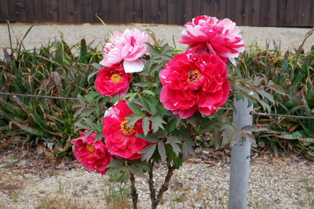 2024_0416４・１６　長福寺0137.JPG