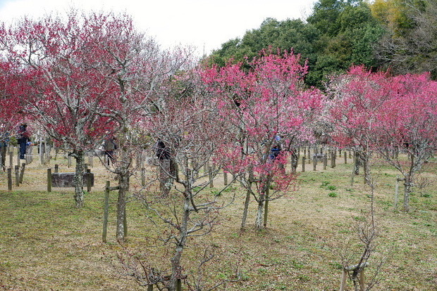 2025_0306馬見公園梅林0005.JPG