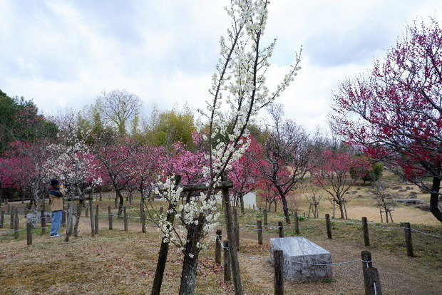 2025_0306馬見公園梅林0017.JPG