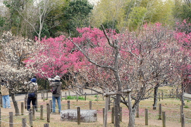 2025_0306馬見公園梅林0024.JPG