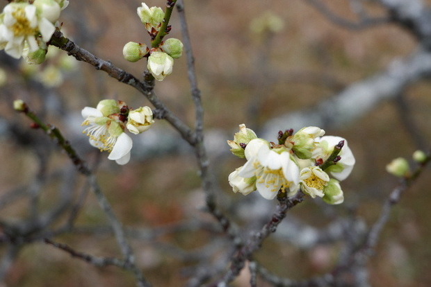 2025_0306馬見公園梅林0032.JPG