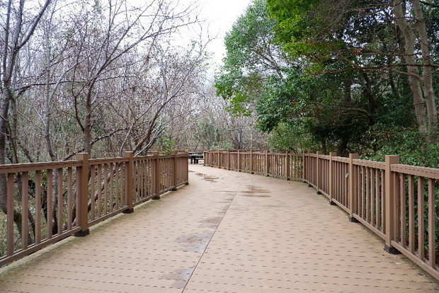 2025_0306馬見公園梅林0043.JPG