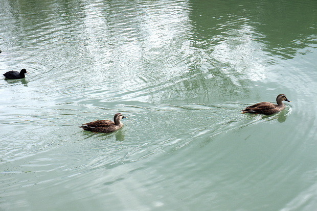2025_0306馬見公園梅林0059.JPG