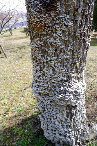 2025_0306馬見公園梅林0073.JPG