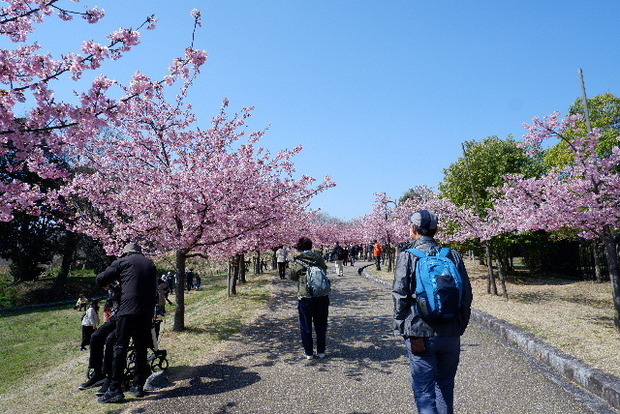 2025_0320馬見河津桜0010.JPG