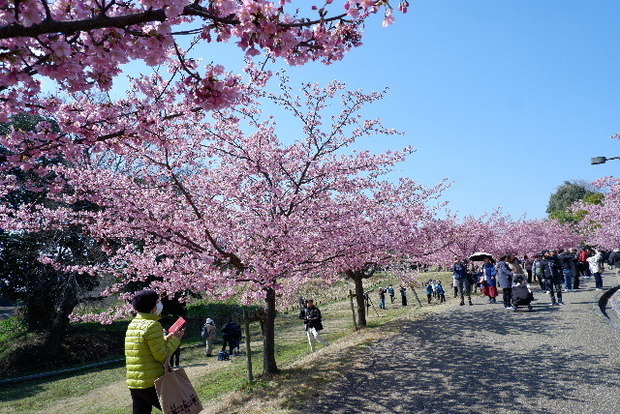 2025_0320馬見河津桜0011.JPG