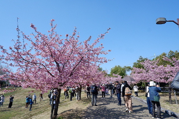 2025_0320馬見河津桜0015.JPG