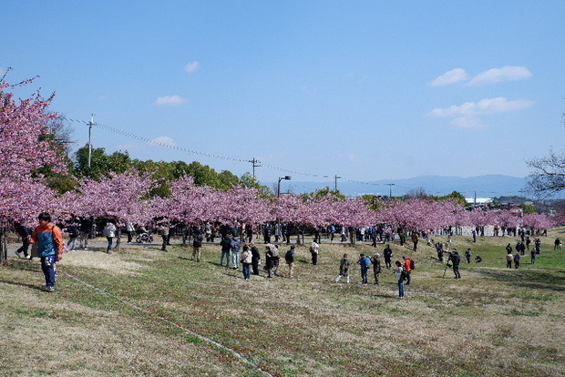 2025_0320馬見河津桜0034.JPG