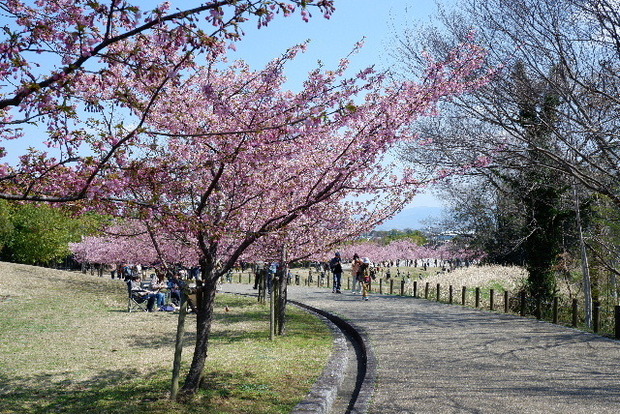 2025_0320馬見河津桜0037.JPG